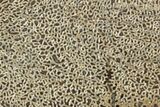 Polished Dinosaur Bone (Gembone) Slab - Morocco #290291-1